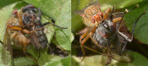 Scathophaga sp.